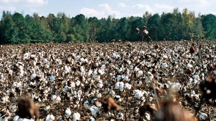 North Carolina Cotton