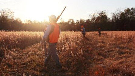 Video: The Ledbury Quail Hunt