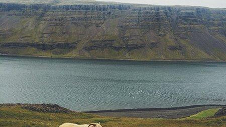 Icelandic Expectations