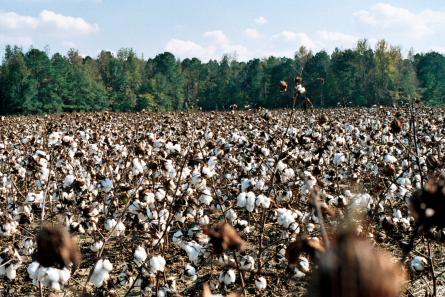 North Carolina Cotton
