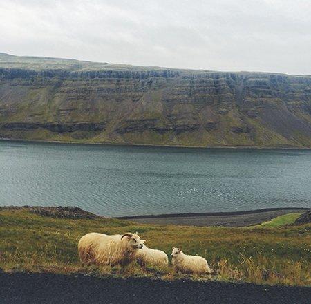 Icelandic Expectations